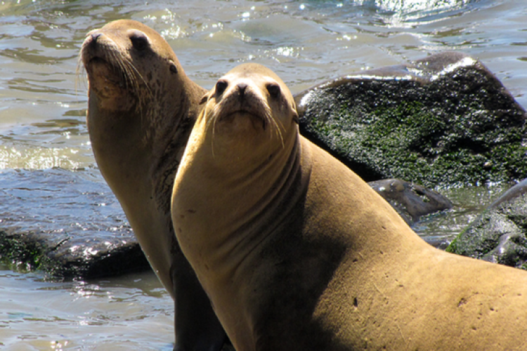 Two adult female California sea lions