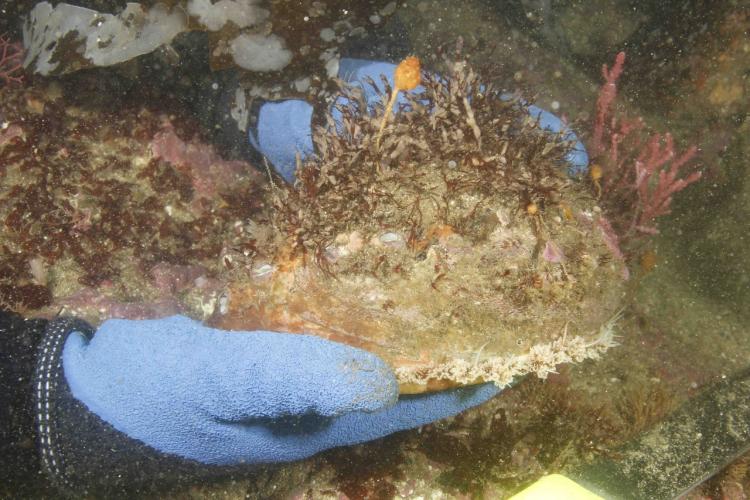5184x3456-collected-brood-white-abalone-NOAA.jpg Diver holding white abalone.