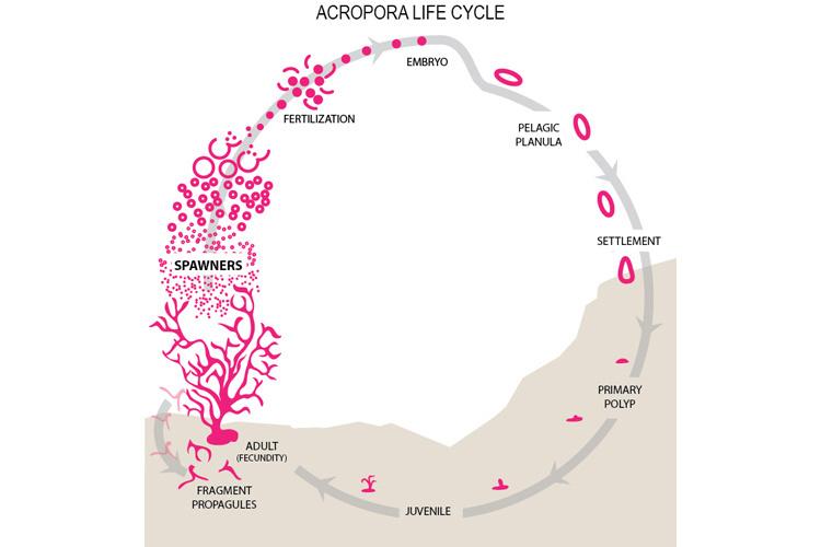 750x500-acropora-life-cycle.jpg Infographic showing the life cycle of Acropora spp. coral