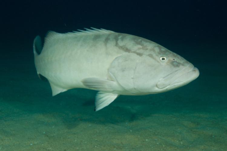 750x500-gulf-grouper2.jpg 750x500-gulf-grouper2.jpg