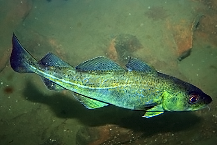 atlantic-cod.png Atlantic cod is a groundfish, meaning it lives near the ocean floor.