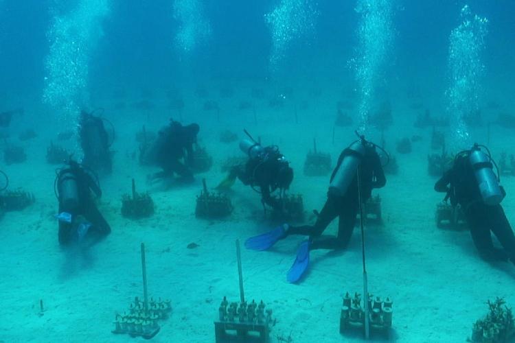 Coral Restoration.jpg Underwater photograph of six scuba divers on the ocean floor working to restore coral.