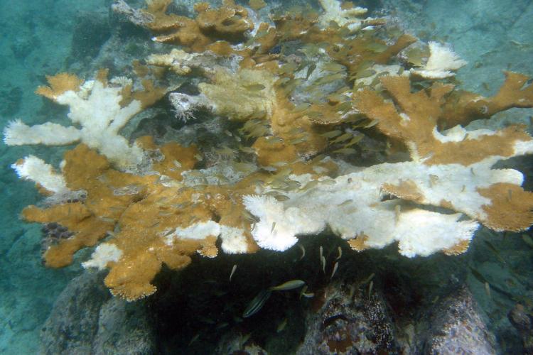 elkhornpox.jpg Tan brown elkhorn coral with big, white splotches from coral bleaching.