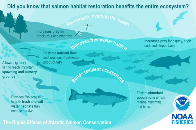Infographic showing the ripple effects of Atlantic salmon conservation and benefits of salmon conservation