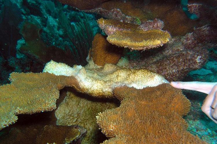 white-band-disease-coral.jpg Tan brown elkhorn coral with middle section whitening in color. Person's finger on the right pointing to the white part of coral with white band disease.