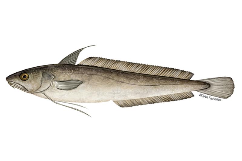 Featured image of post Steps to Prepare What Does A Hake Fish Look Like