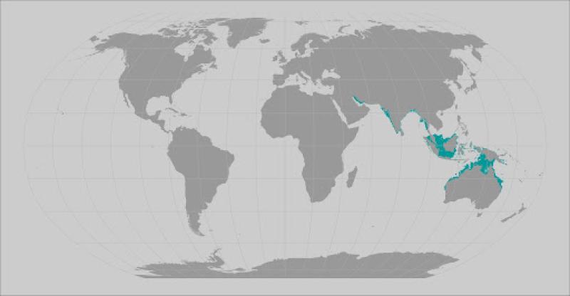 Narrow Sawfish | NOAA Fisheries