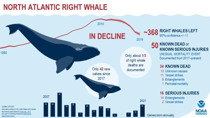 North Atlantic Right Whale Infographic
