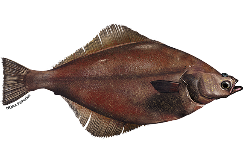 Pacific Halibut | NOAA Fisheries