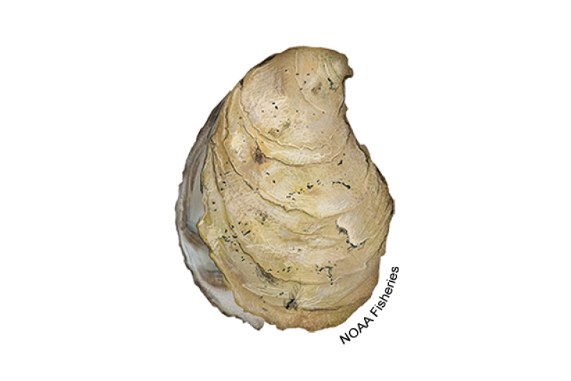 Illustration of an oval-shaped Eastern oyster with beige-colored shell. The inside of the shell is white, off-white, and brownish in color. Credit: NOAA Fisheries/Jack Hornady