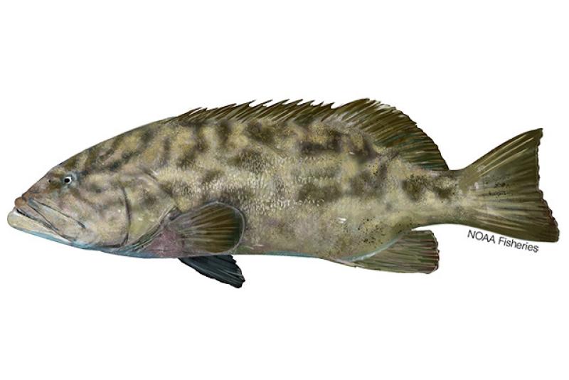 Gulf Grouper Noaa Fisheries