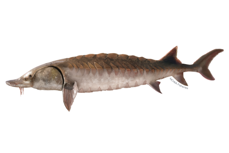 giant atlantic sturgeon