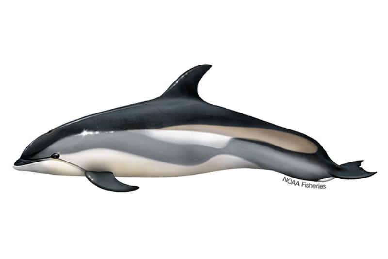 atlantic white sided dolphin pod