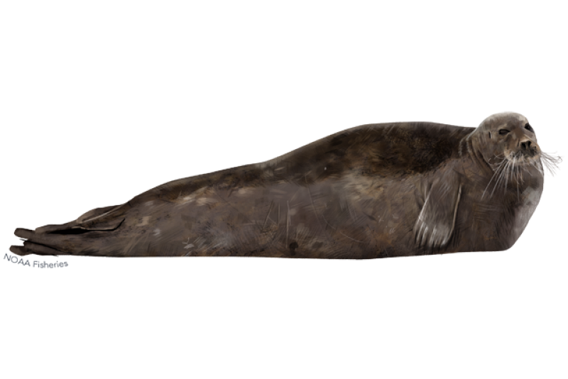 bearded seal illustration