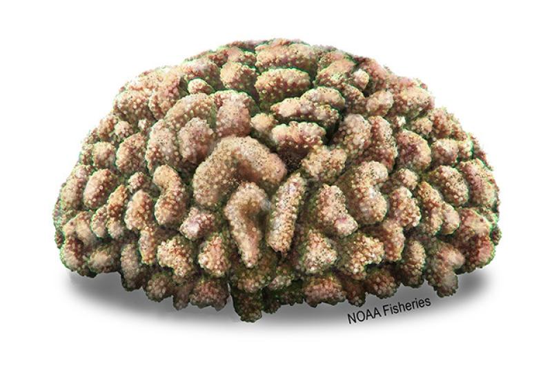 Pocillopora meandrina Coral | NOAA Fisheries