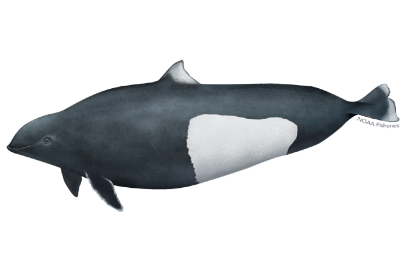 Dall’s Porpoise | NOAA Fisheries