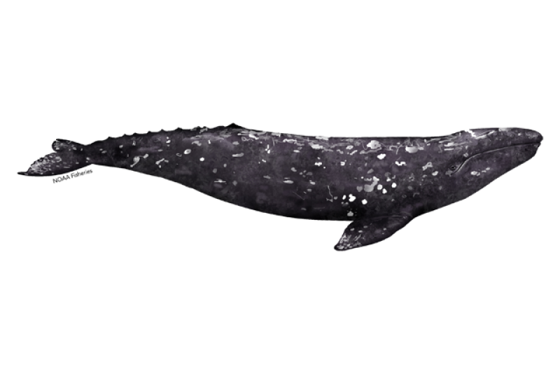 Gray Whale | NOAA Fisheries