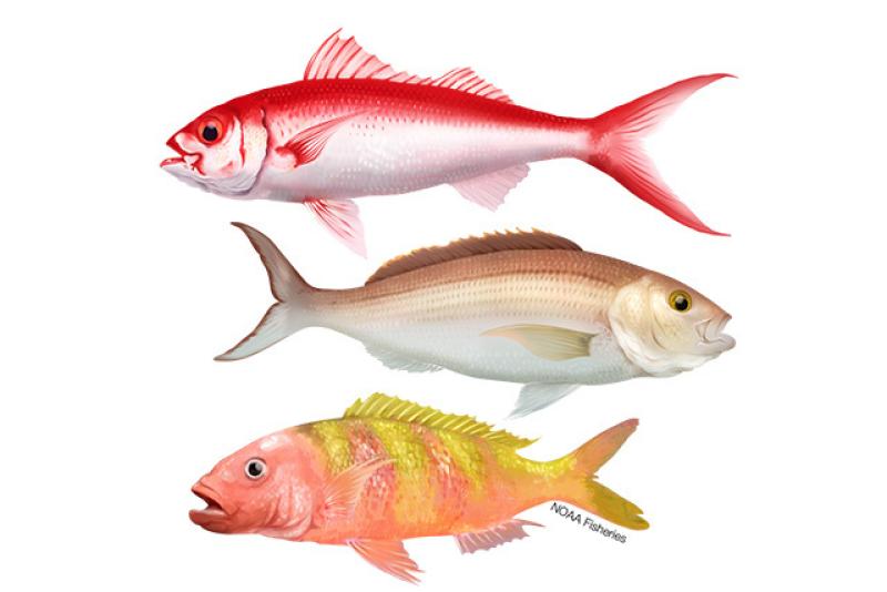 640x427-hawaiian-islands-deep7-bottomfish.jpg