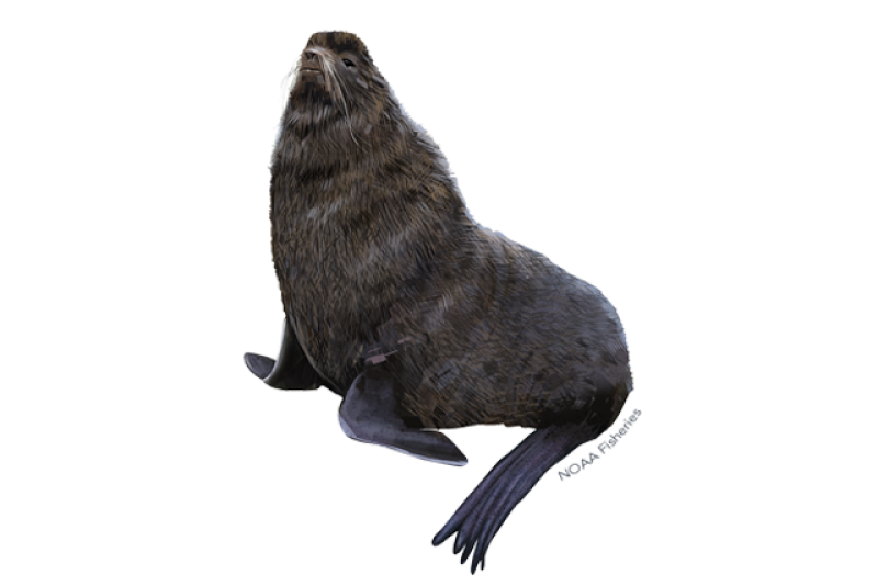 800px x 534px - Northern Fur Seal | NOAA Fisheries