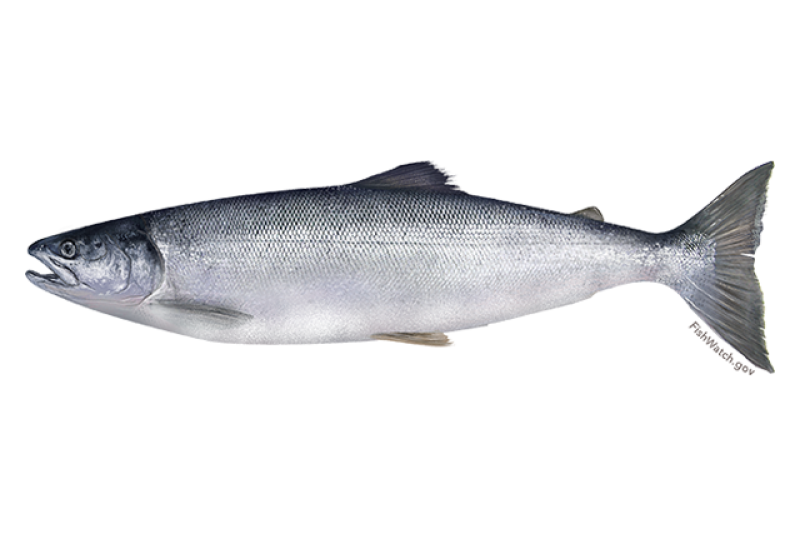 640x427-sockeye-salmon.png