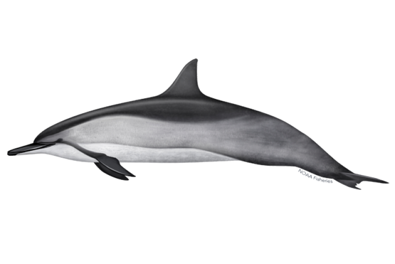 long snouted spinner dolphin