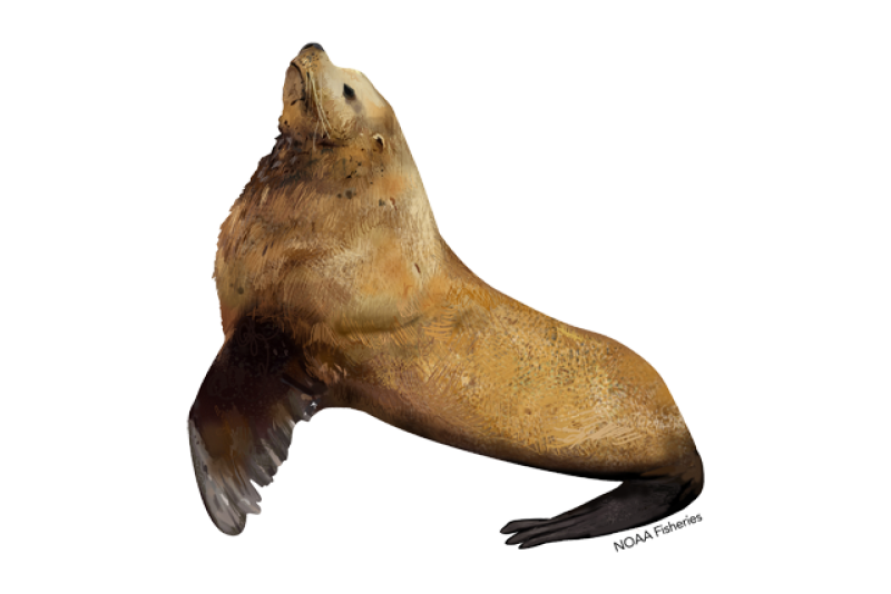 sea lion drawing