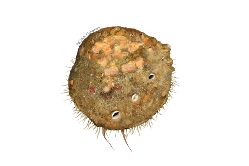 640x427-white-abalone.png