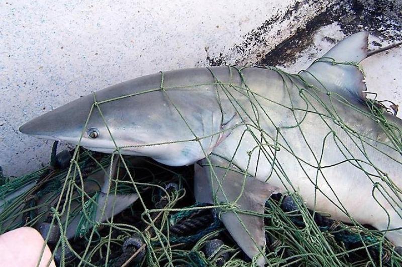 750x500-finetooth-shark-SEFSC.jpg