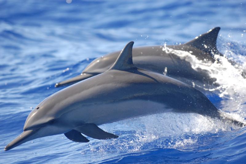 images of dolphins swimming