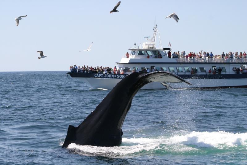 Captain-John-Boats-with-humpback-WDC.jpg