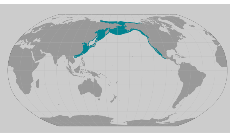 Gray Whale Noaa Fisheries