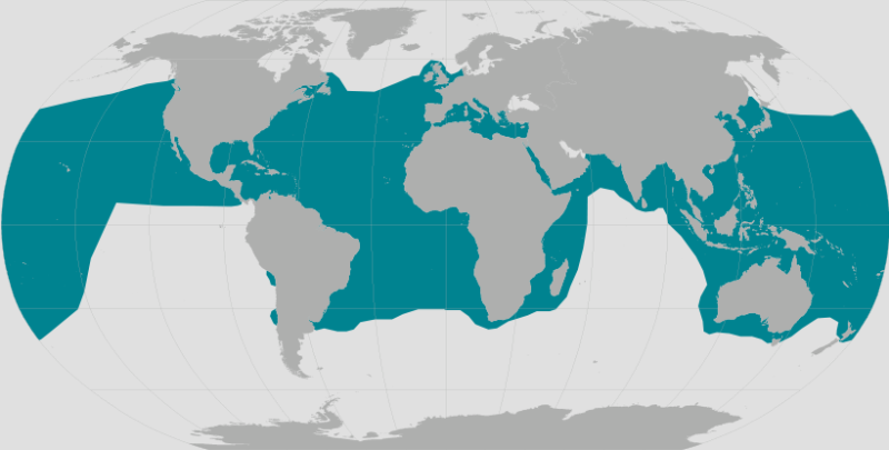 sea turtle map