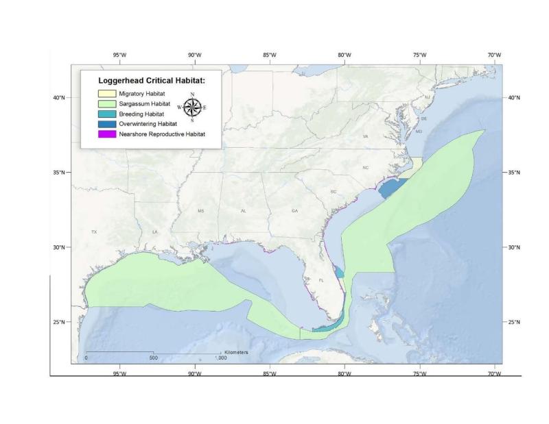 LoggerheadCH image.jpg LoggerheadCH image.jpg